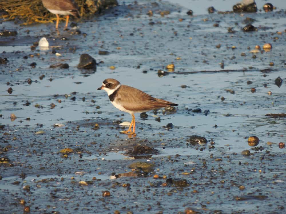 Plover on Crowninshield Island