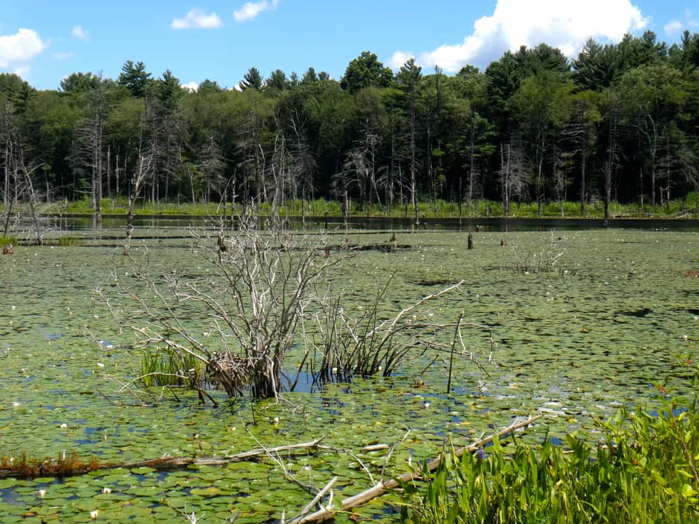 Waseeka Wildlife Sanctuary