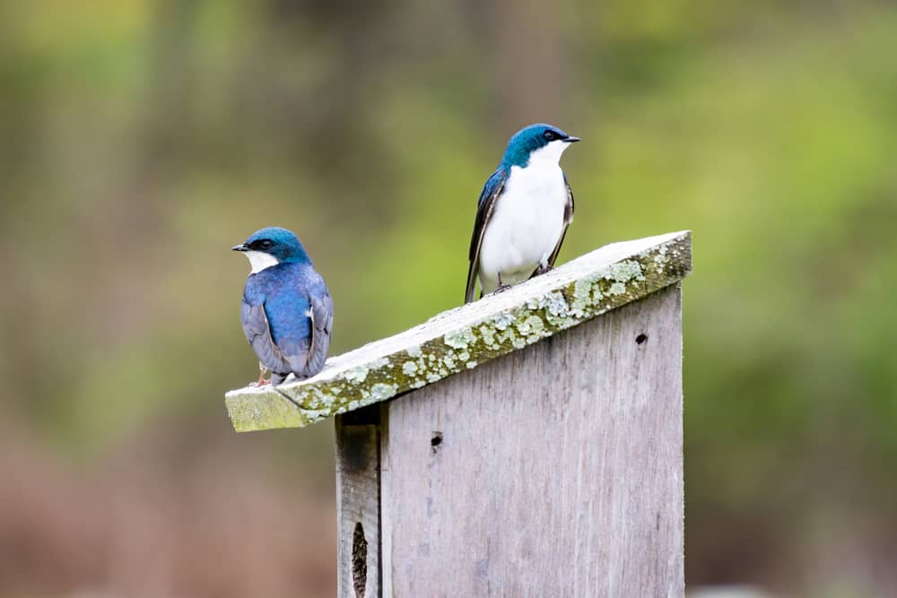 Tree Swallows