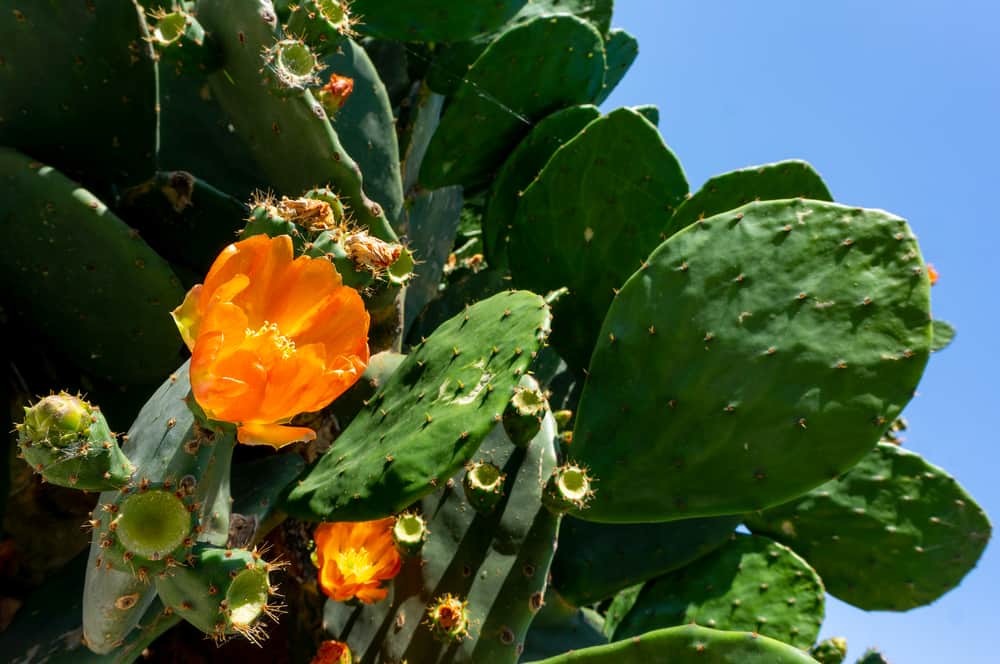 South Texas Botanical Gardens