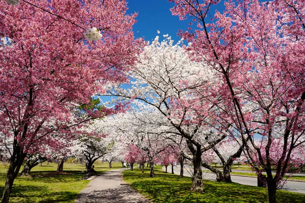 Branch Brook Park