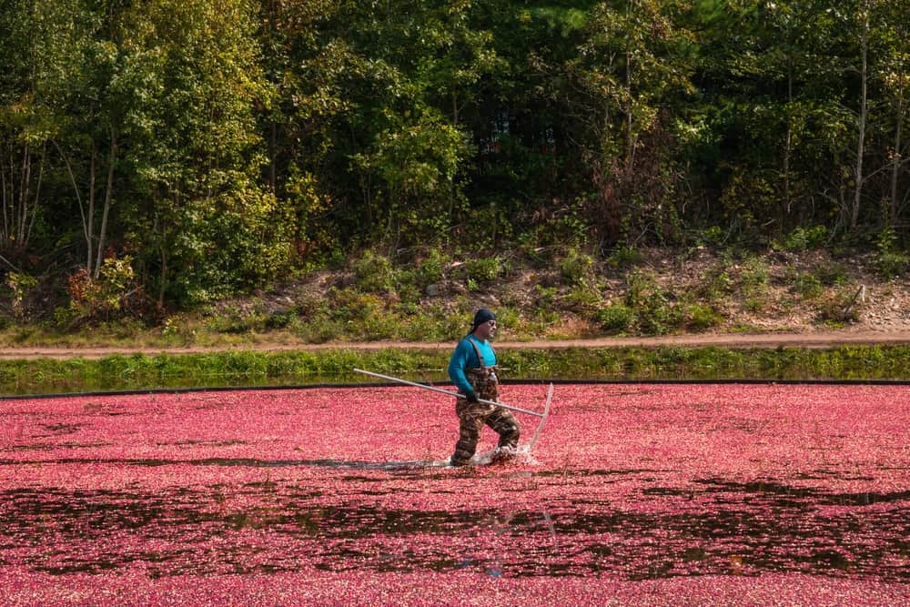 Cranberry Bogs, Carver