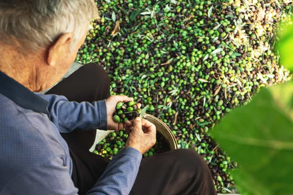 Olives from Cyprus