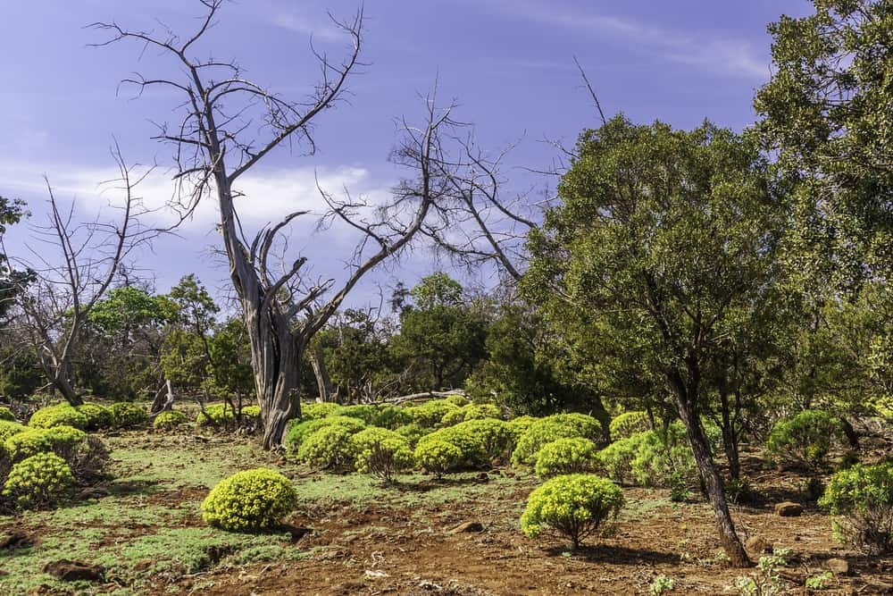 Day Forest National Park