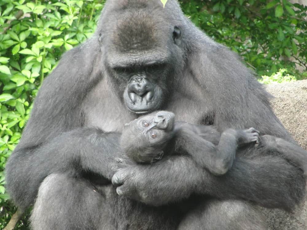 Cincinnati Zoo