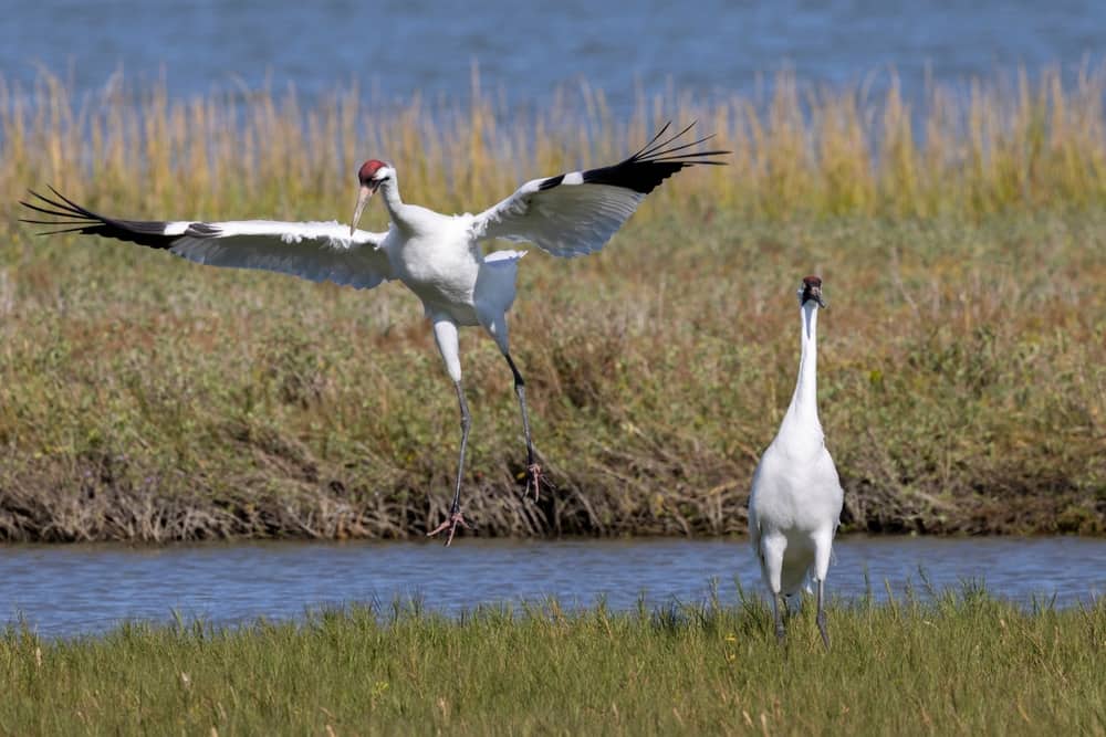 Aransas National Wildlife Refuge