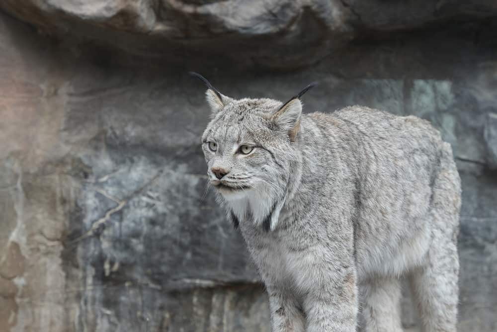 Minnesota Zoo