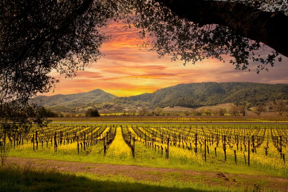 Napa Valley