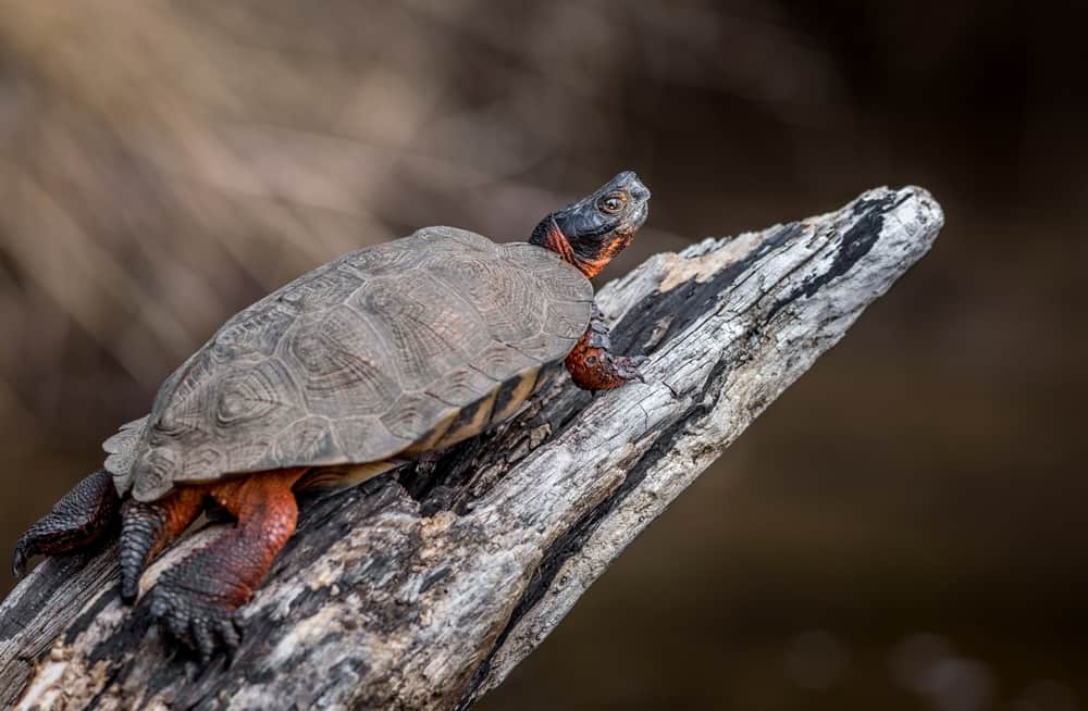 Wood Turtle