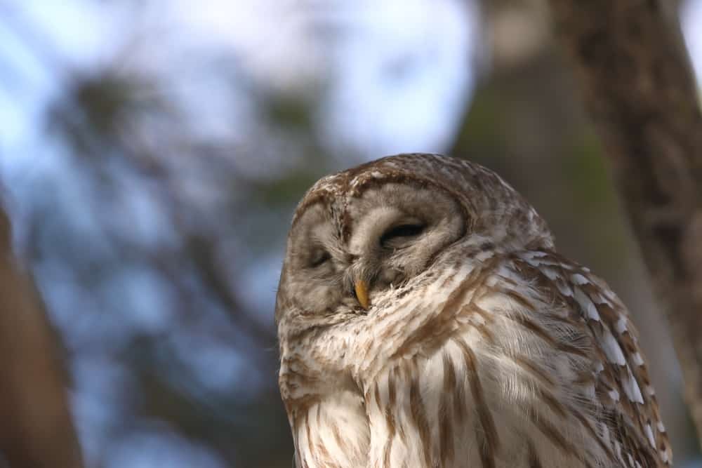 Barred Owl