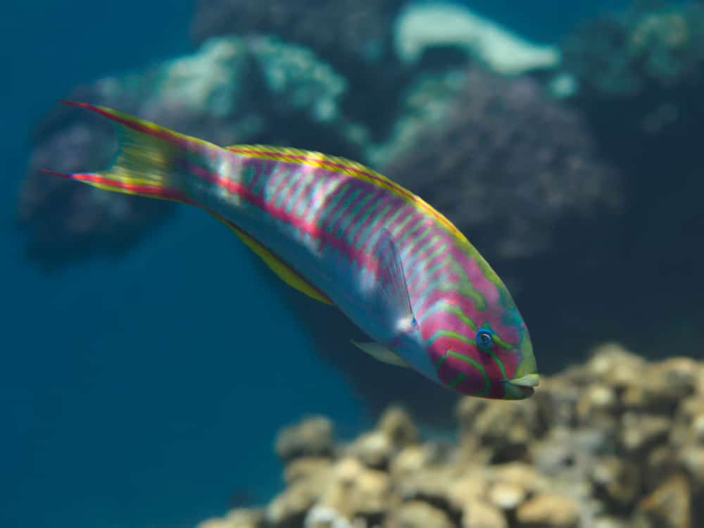 Tropical Aquarium Djibouti