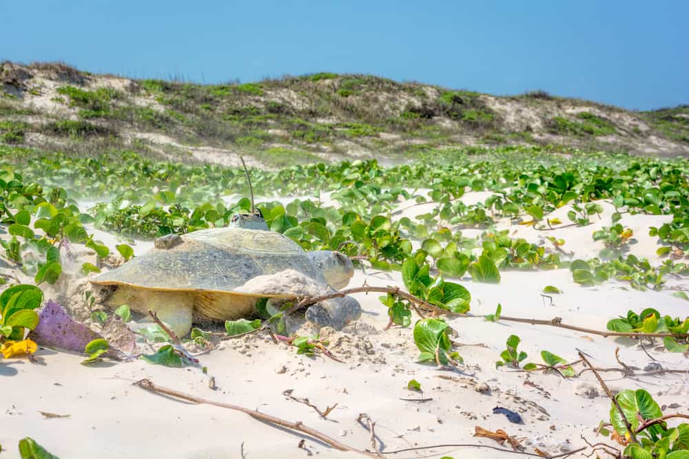 Padre Island National Seashore