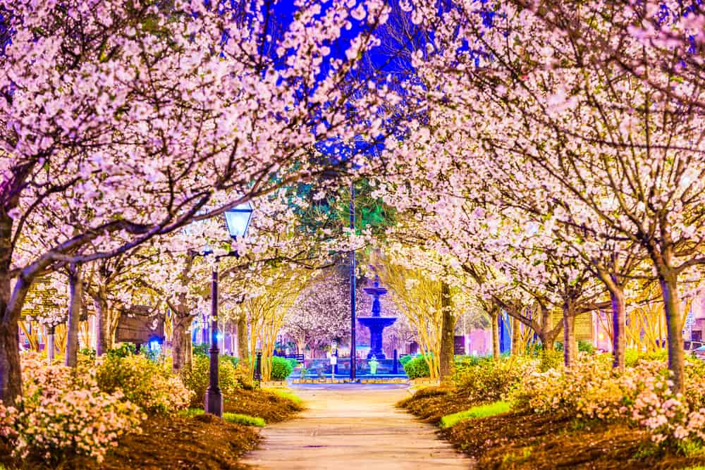 Cherry Trees in Macon