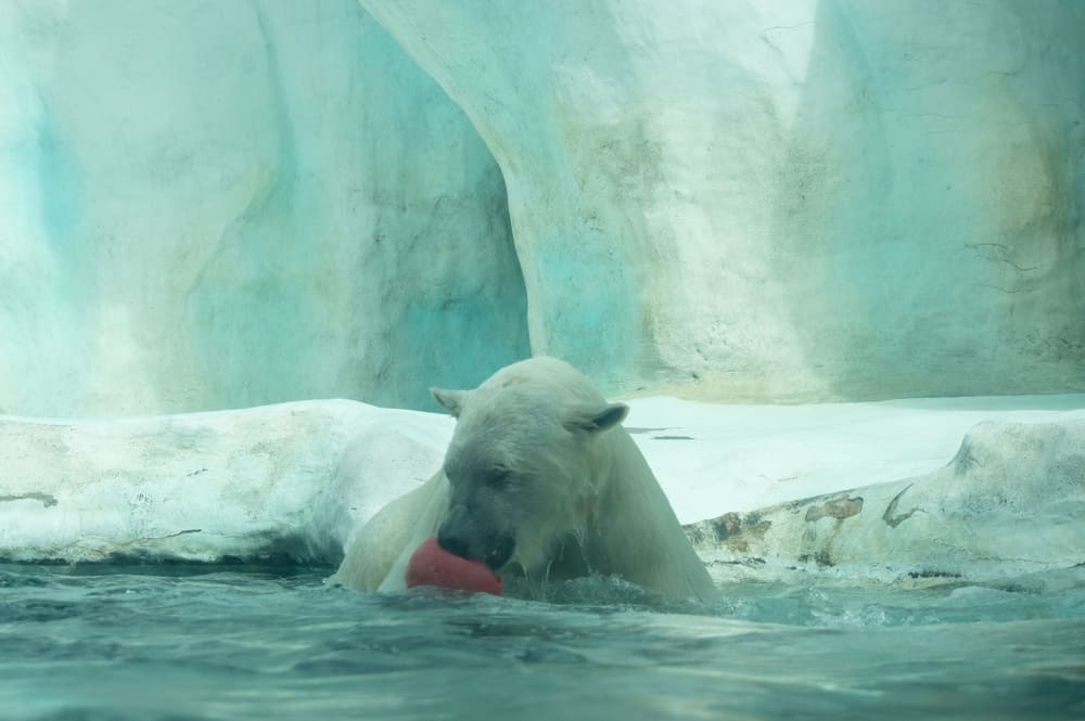 Toledo Zoo