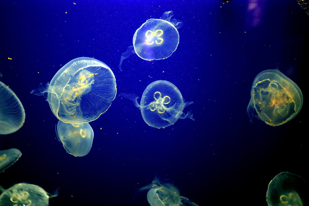 Pula Aquarium