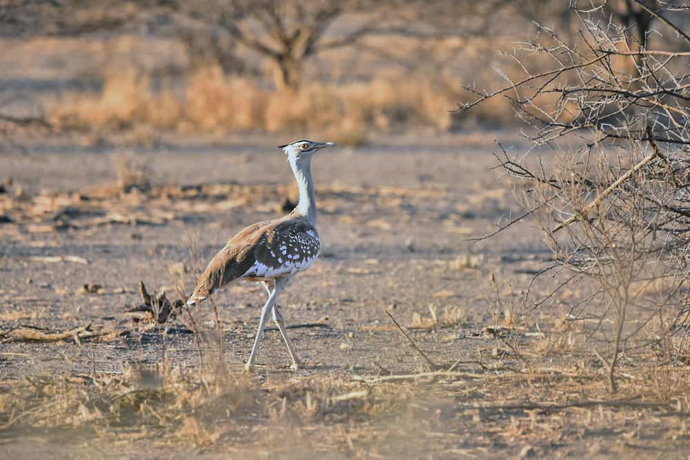 Arabian Bustard