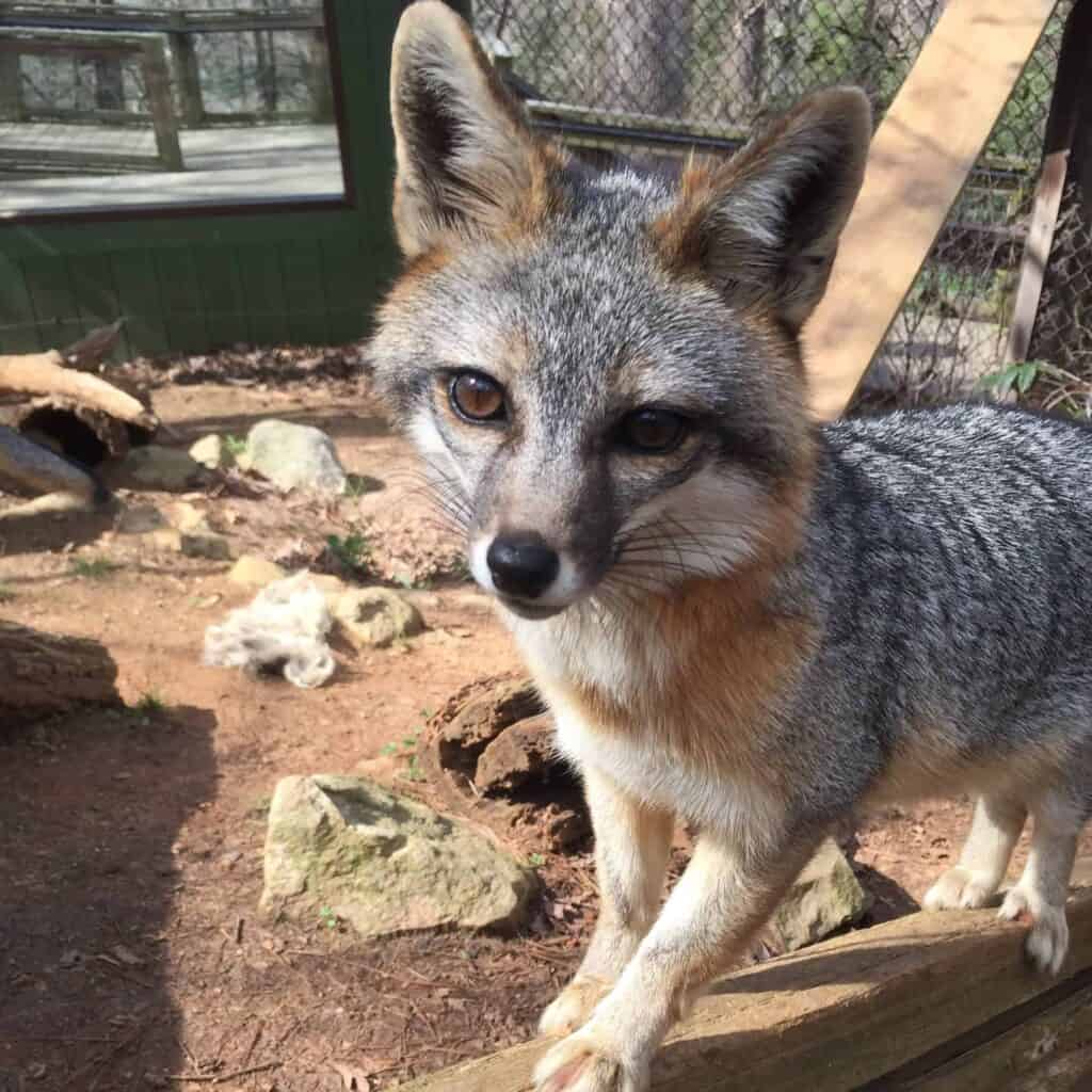 Western North Carolina Nature Center