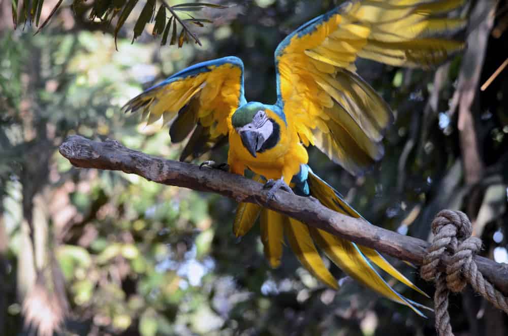 Taking a photo of Macaw
