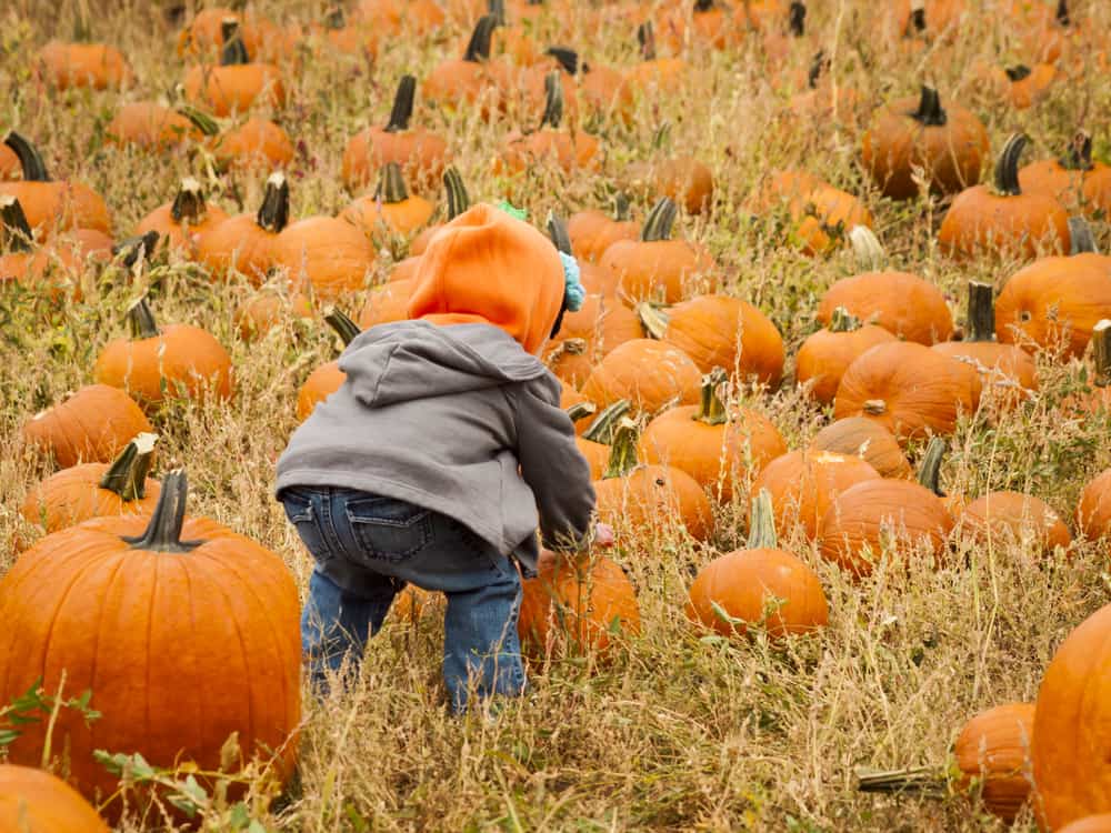 Pumpkin Patch
