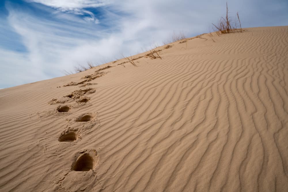 Monahans Sandhills State Park