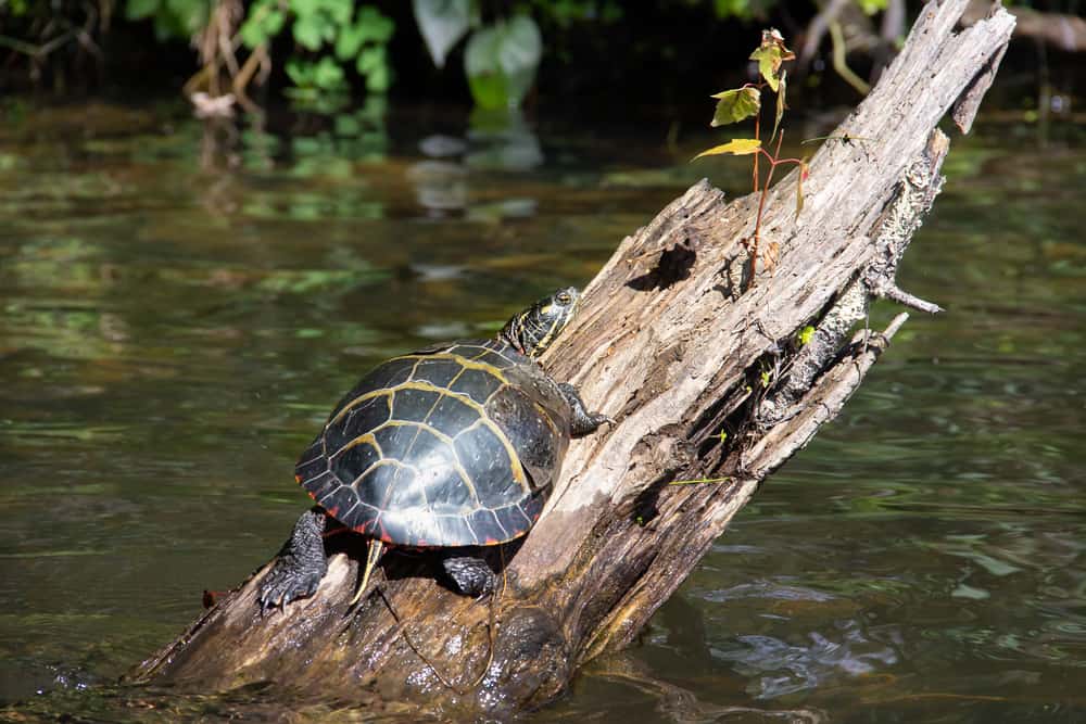 Rocky Hill Wildlife Sanctuary