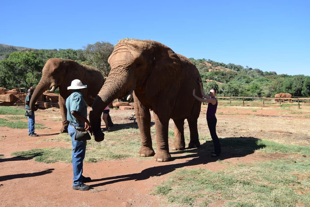 Hartbeespoort Dam Elephant Sanctuary