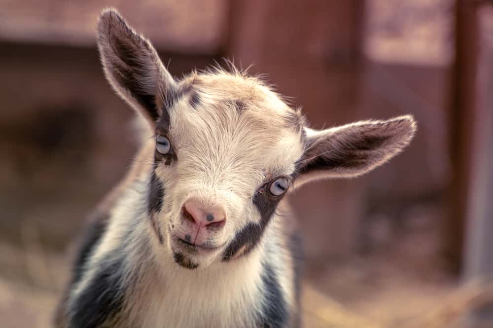Nigerian Dwarf Goat