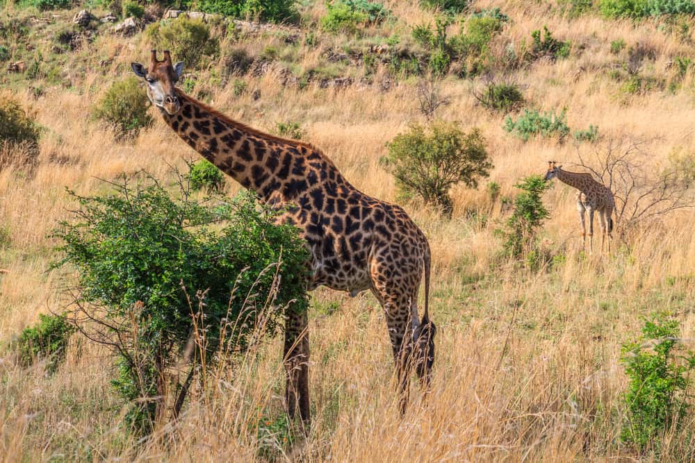 Groenkloof Nature Reserve