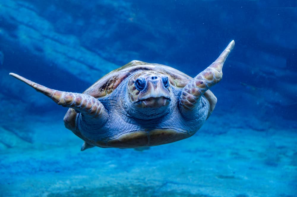 Loggerhead turtle in uShaka Marine World