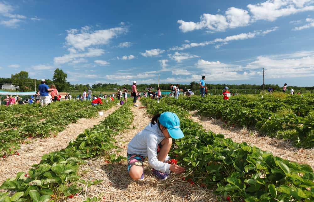 Tougas Family Farm