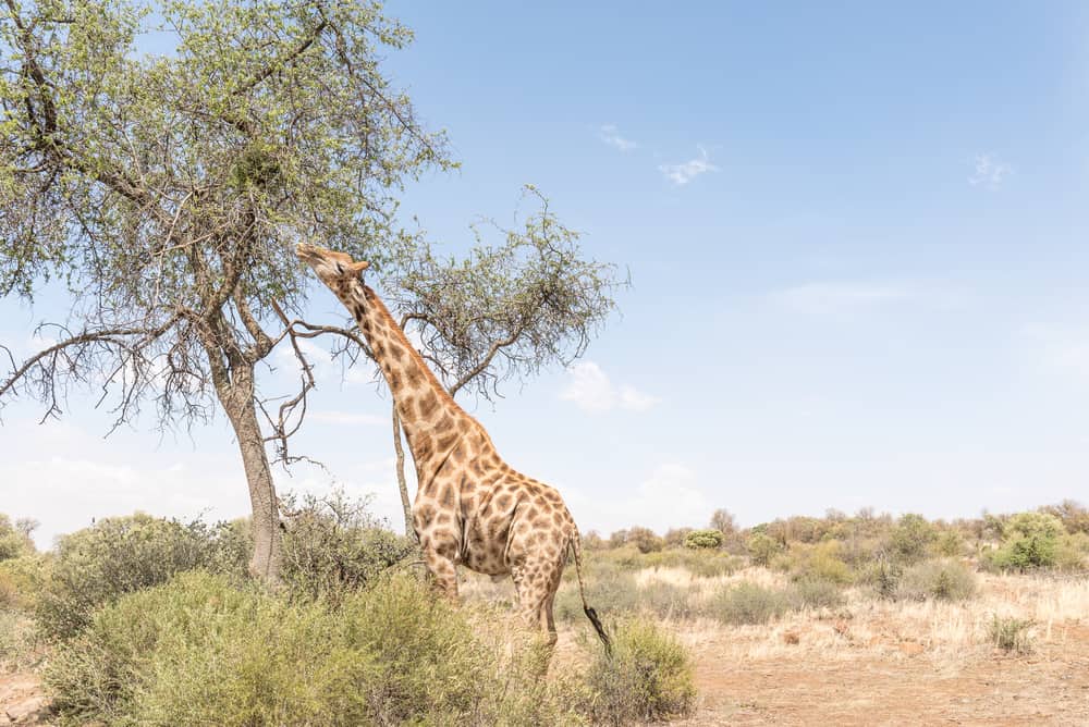 Franklin Game Reserve