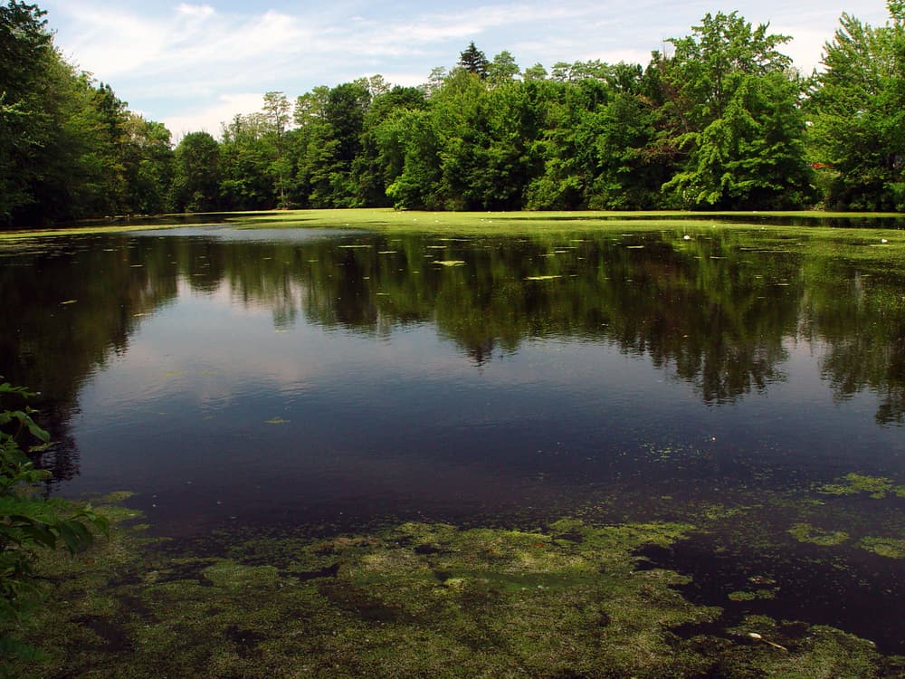 Nashawannuck Pond