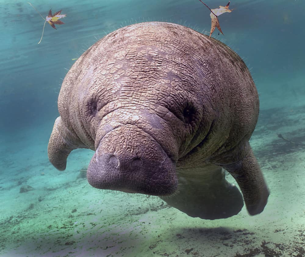 Manatee