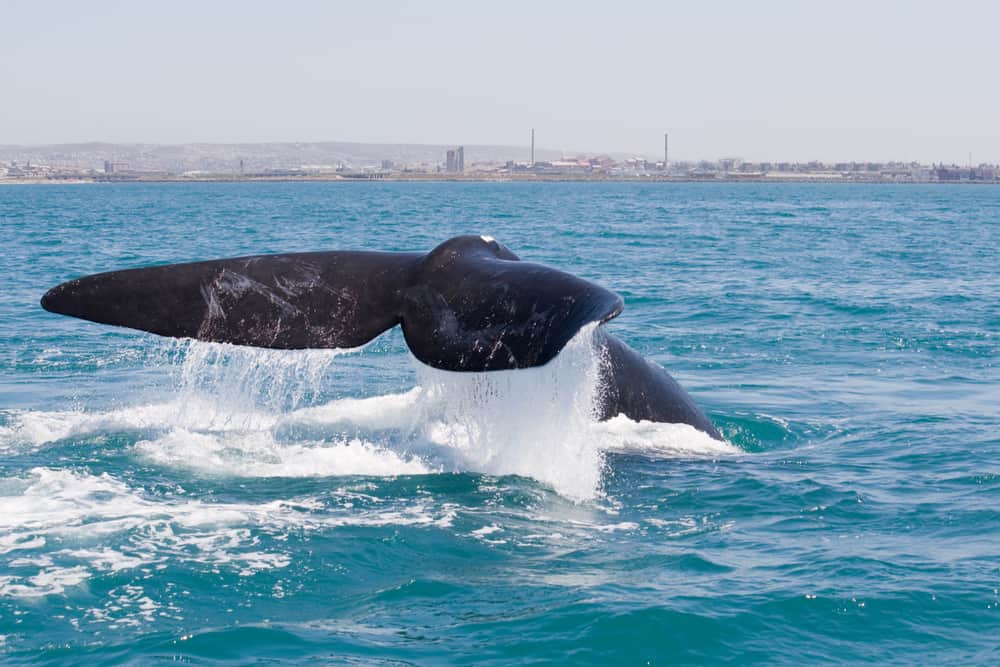 Whale watching, Algoa Bay