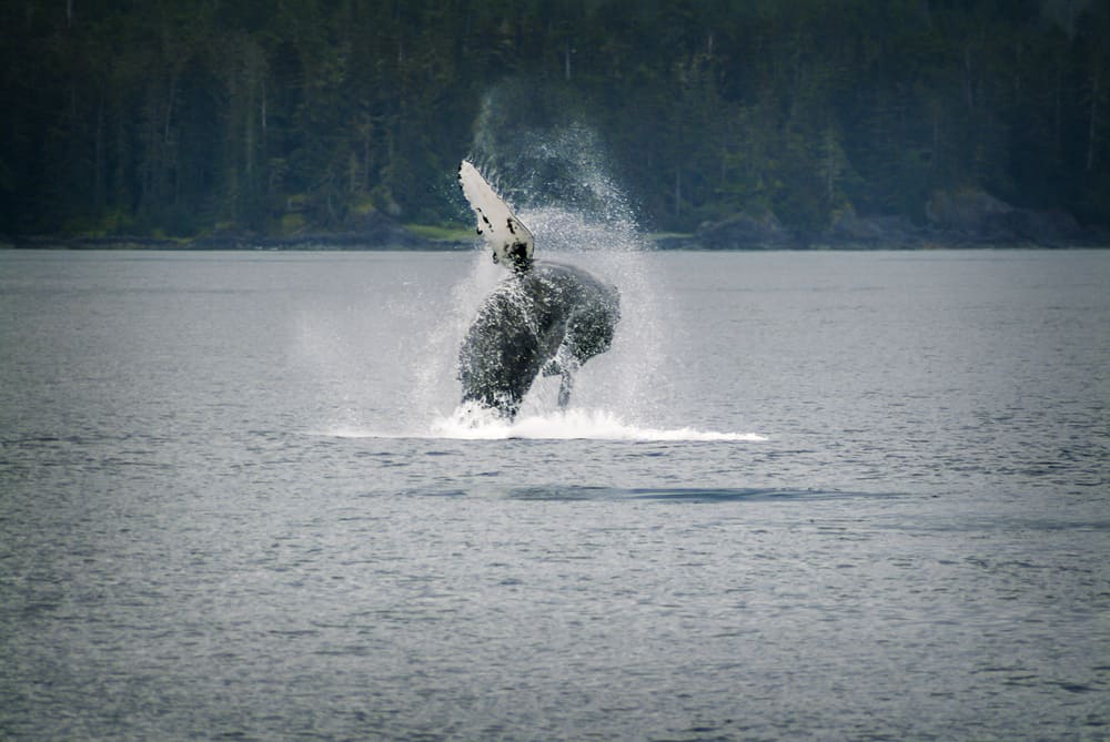 I went whale watching