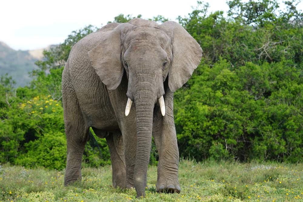Amakhala Game Reserve