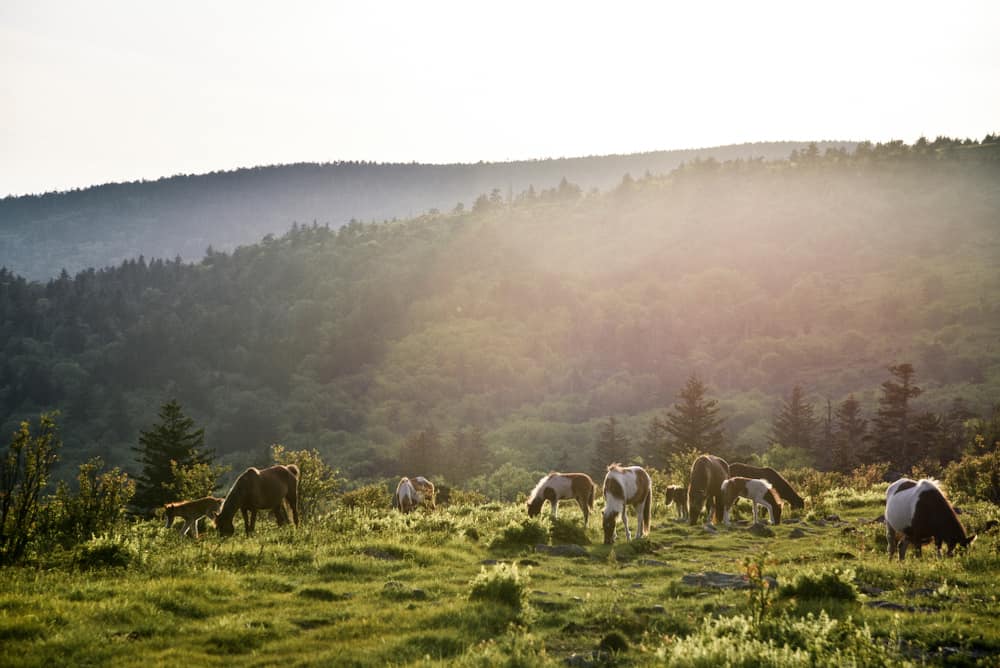 Grayson Highlands State Park