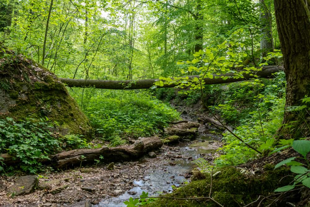 Salt Fork State Park