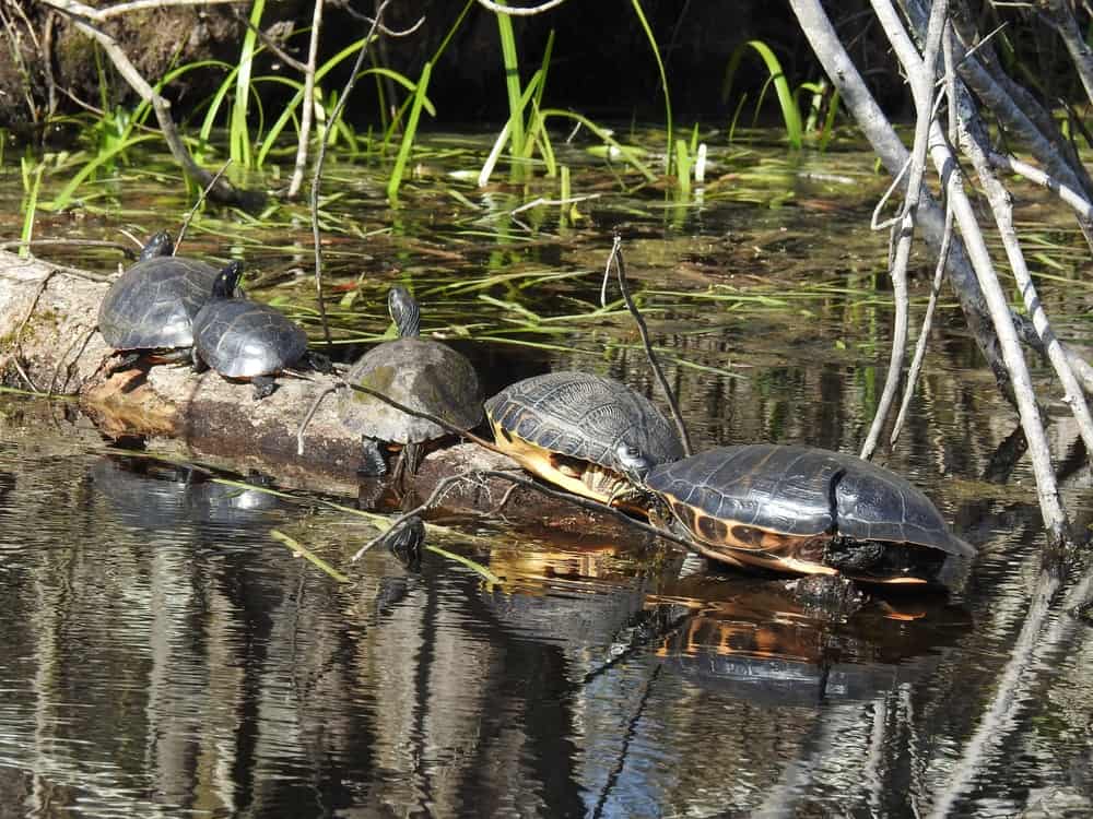 Great Dismal Swamp National Wildlife Refuge