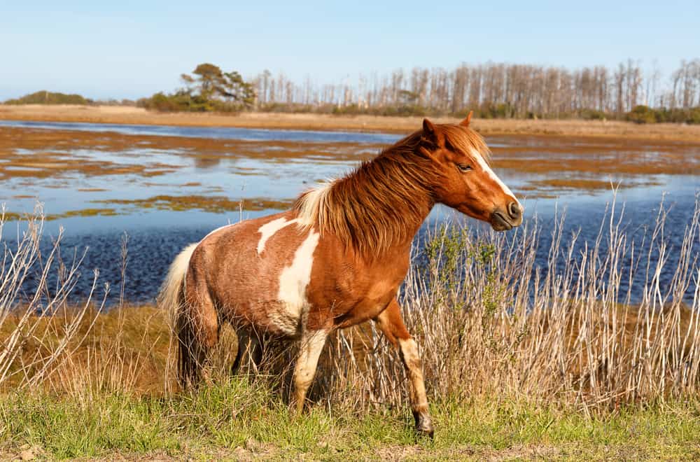 Chincoteague National Wildlife Refuge